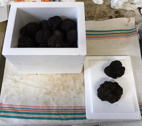 Contenitori per spedizione tartufo