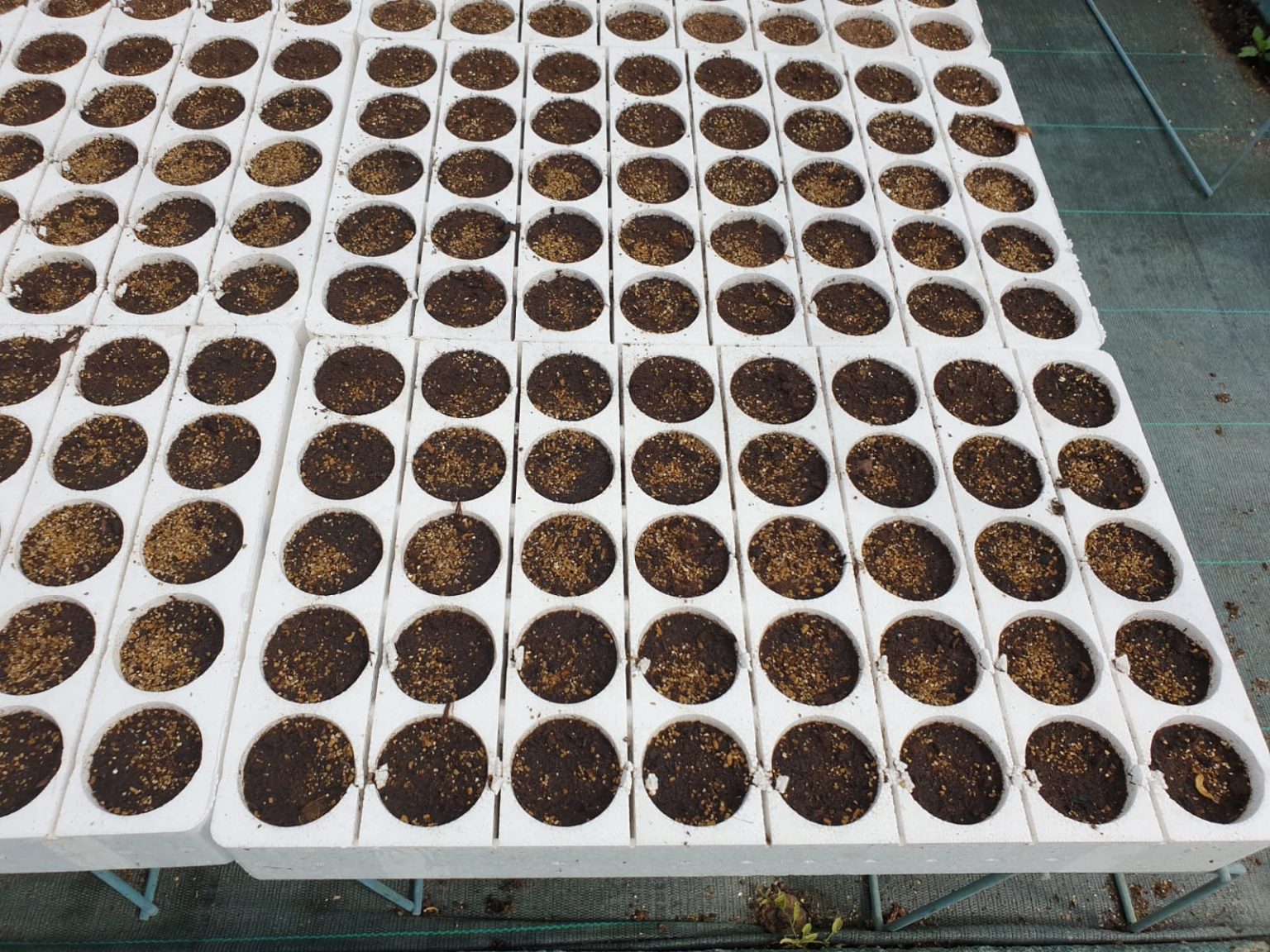 D. & D. Polistirolo® Seminiere Vassoi In Polistirolo Bianco Per La Semina Delle Piante Da Orto E Fiori (120 Fori - Foto 4